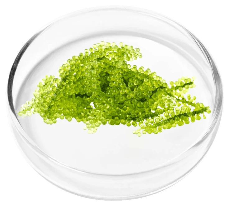 RenewRitual Ingredient Micrococcus Lysate